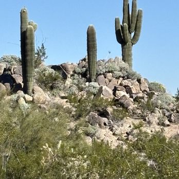 Phoenix Mountain Preserve - Saguaros - Hiking Near Me - Phoenix, Arizona Phoenix Mountain Preserve - Saguaros - Hiking Near Me - Phoenix, Arizona