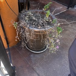 Frends Brewhouse - Folsom - Planter in the outdoor dinning area