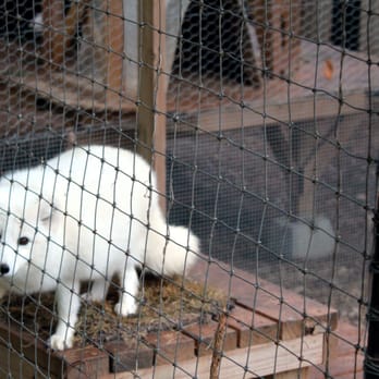 Austin Zoo - Mr. arctic fox - Zoos Near Me - Austin, Texas