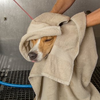 Camp Bow Wow - Pet Boarding Near Me - Ridgefield, Washington