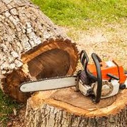 Murphy's Tree Services