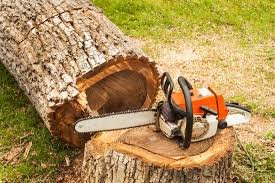 Murphy's Tree Services - tree service in San Francisco, CA
