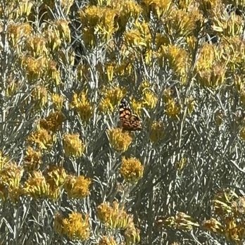 Antelope Island State Park - Butterfly - Hiking Near Me - Syracuse, Utah