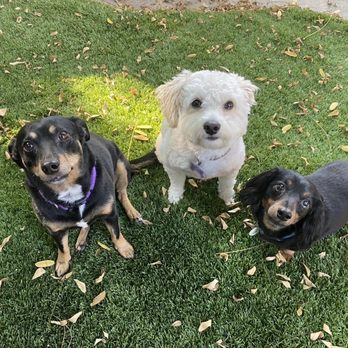 Barktails - Barktails special clients - Pet Sitting Near Me - Corona, California