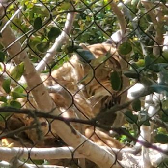 Turtle Bay Exploration Park - Found the Bobcat in the tree! - Museums Near Me - Redding, California