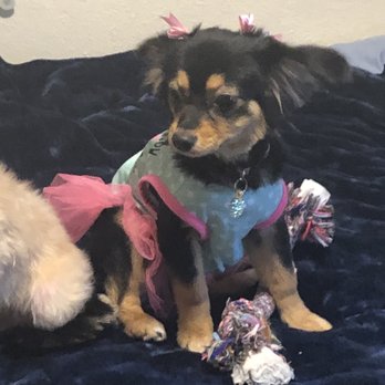 Petco - My baby Queenie thanks Angelica - Pet Stores Near Me - San Bruno, California Petco - My baby Queenie thanks Angelica - Pet Stores Near Me - San Bruno, California