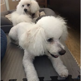 Super Pet Nannies - Pet Sitting Near Me Super Pet Nannies - Pet Sitting Near Me
