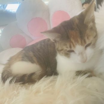 Cat Cafe Maui - Pet Adoption Near Me - Kahului, Hawaii Cat Cafe Maui - Pet Adoption Near Me - Kahului, Hawaii