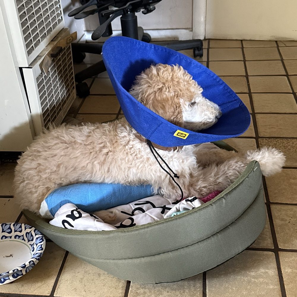 MedVet Silicon Valley - Veterinarians Near Me - San Jose, California MedVet Silicon Valley - Veterinarians Near Me - San Jose, California