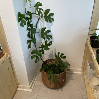 Mari’s Urban Garden - Nurseries & Gardening Near Me - Honolulu, Hawaii
