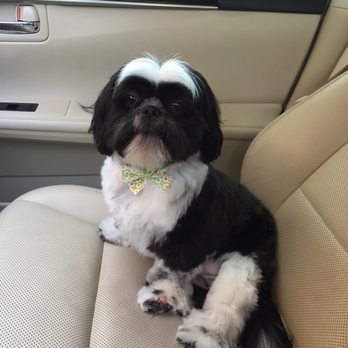Lakeside Pet Spa - Jax says Josh does the perfect groom. - Pet Groomers Near Me - Plano, Texas Lakeside Pet Spa - Jax says Josh does the perfect groom. - Pet Groomers Near Me - Plano, Texas