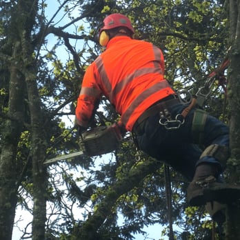 Grun Tree Care - Tree Services Near Me - Seattle, Washington Grun Tree Care - Tree Services Near Me - Seattle, Washington