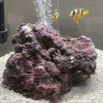 Petco - A picture speaks a thousand words, just look at this beautiful live rock. Thank you Petco for making my Micro Reef possible. - Pet Training Near Me - St Augustine, Florida
