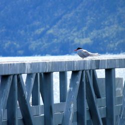 Dyea-Chilkoot Trail Transport - Artic Terns migrate from Antartic every summer!