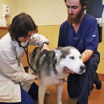 Peak Veterinary Referral Center - Veterinarians Near Me - Williston, Vermont Peak Veterinary Referral Center - Veterinarians Near Me - Williston, Vermont