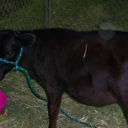 Josephine County Fair - Mini Moo