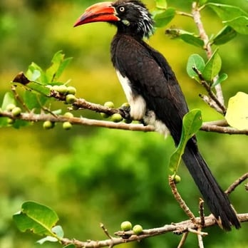 Africa Answers - Beautiful African wildlife - Travel Services Near Me - Bellevue, Washington Africa Answers - Beautiful African wildlife - Travel Services Near Me - Bellevue, Washington