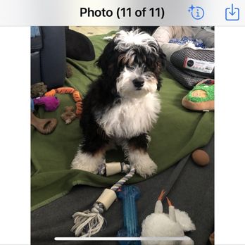 Bow Wow Babies - Pet Stores Near Me - Huntington, New York