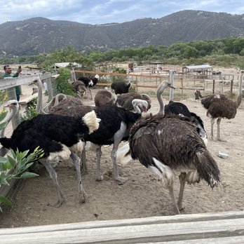 Ostrichland USA - Attraction Farms Near Me - Solvang, California