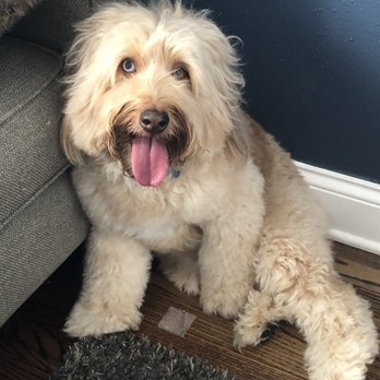 Magic Scissors Dog Grooming - Pet Groomers Near Me - Park Ridge, Illinois