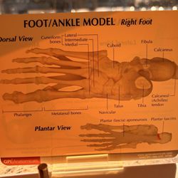 Great Lakes Foot and Ankle Institute
