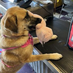 Lala paying for her food and treats Lala paying for her food and treats
