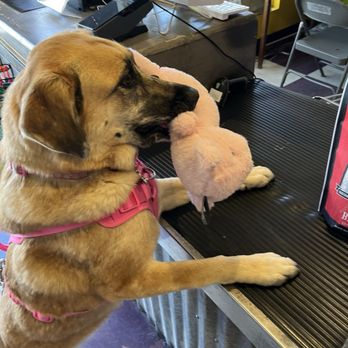 Bark If You’re Dirty - Phoenix - Lala paying for her food and treats - Pet Stores Near Me - Phoenix, Arizona Bark If You’re Dirty - Phoenix - Lala paying for her food and treats - Pet Stores Near Me - Phoenix, Arizona