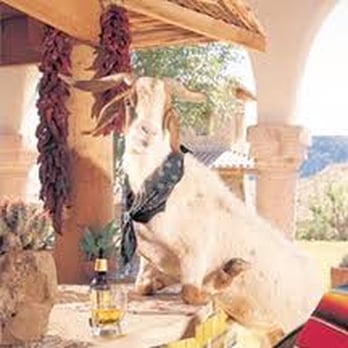 Thirsty Goat Saloon - a bull drinking from a bottle - Beer Bar Near Me - Lajitas, Texas