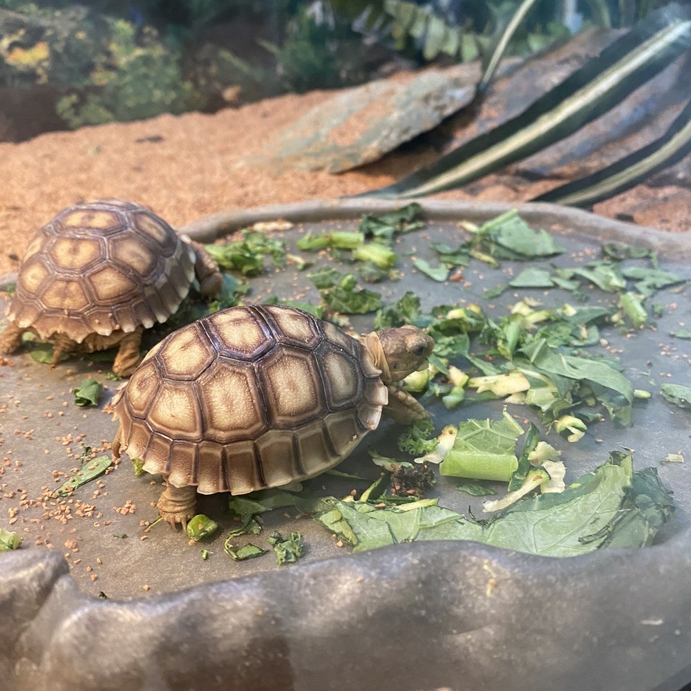 baby sulcata tortoises baby sulcata tortoises