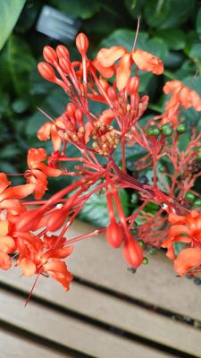 Missouri Botanical Garden by null