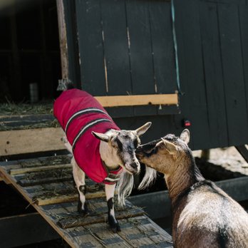 The Squire Tarbox Inn - More goats! - Bed & Breakfast Near Me - Wiscasset, Maine The Squire Tarbox Inn - More goats! - Bed & Breakfast Near Me - Wiscasset, Maine