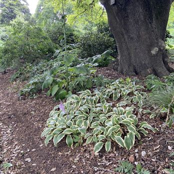 Dunedin Botanic Garden - Hosta - Botanical Gardens Near Me - North Dunedin, OTA