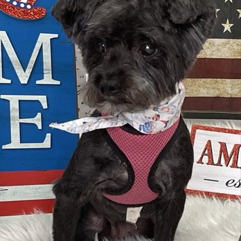 Woof! Here It Is! - Pet Groomers Near Me - Tampa, Florida Woof! Here It Is! - Pet Groomers Near Me - Tampa, Florida