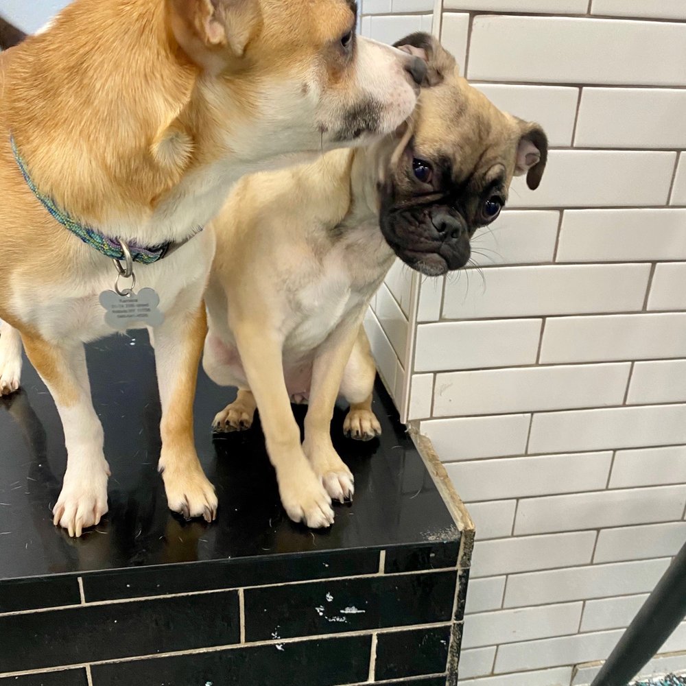 NYC Pet Services - Pet Groomers Near Me - Astoria, New York NYC Pet Services - Pet Groomers Near Me - Astoria, New York