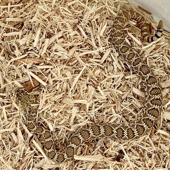 High Desert Wildlife Control - Rattlesnakes are one of the most common calls we respond to in the warmer months. Snakes are always handled humanely, and are relocated - Wildlife Control Near Me High Desert Wildlife Control - Rattlesnakes are one of the most common calls we respond to in the warmer months. Snakes are always handled humanely, and are relocated - Wildlife Control Near Me