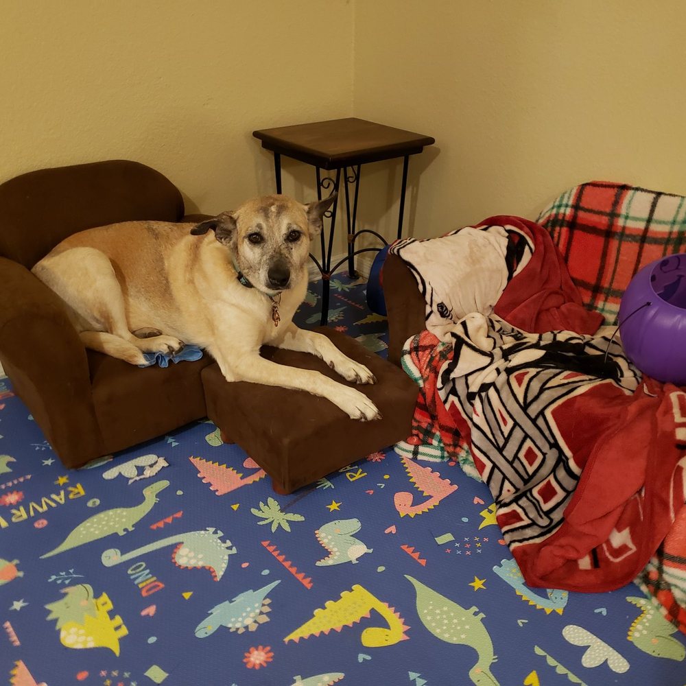 Ghost Town Dog Rescue - Animal Shelters Near Me - Mesa, Arizona