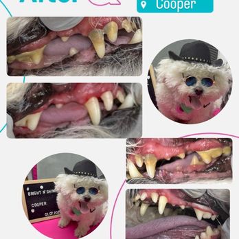 Bright N’ Shine Pet Dental - Cooper - Pet Services Near Me - Boca Raton, Florida Bright N’ Shine Pet Dental - Cooper - Pet Services Near Me - Boca Raton, Florida