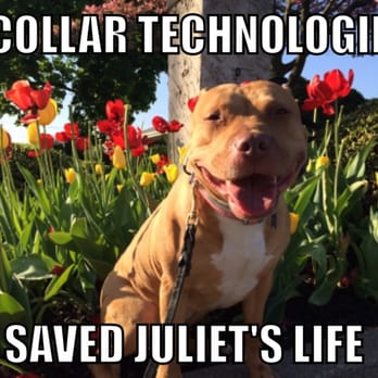 Good Karma Dog Training - Pet Training Near Me Good Karma Dog Training - Pet Training Near Me