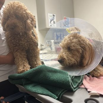 VCA CHATOAK ANIMAL HOSPITAL Updated May 2025 104 Photos 393 Reviews 17659 Chatsworth St Granada Hills California Veterinarians Phone Number Yelp