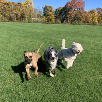 Paw Adventures - Dog Walkers Near Me Paw Adventures - Dog Walkers Near Me