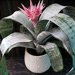 Switzer Floral Design