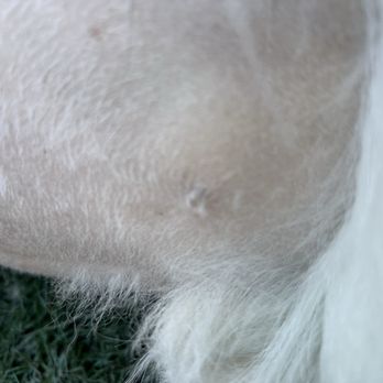 Royal Vista Veterinary Specialists - Emergency Pet Hospital Near Me - Windsor, Colorado
