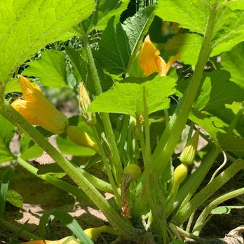 Ashacresamen Farm - a squash plant with yellow flowers - Farmers Market Near Me - Tomball, Texas Ashacresamen Farm - a squash plant with yellow flowers - Farmers Market Near Me - Tomball, Texas