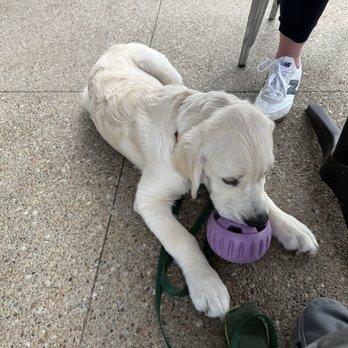 Pizza 51 - Arrow enjoyed the patio. Thank you for allowing doggies. - Pizza Near Me - Olathe, Kansas Pizza 51 - Arrow enjoyed the patio. Thank you for allowing doggies. - Pizza Near Me - Olathe, Kansas