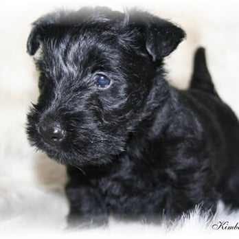 Kimberlis Kuties - Puppy I was supposed to have gotten - Pet Services Near Me Kimberlis Kuties - Puppy I was supposed to have gotten - Pet Services Near Me