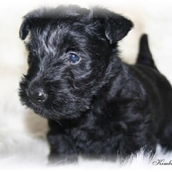 Kimberlis Kuties - Puppy I was supposed to have gotten