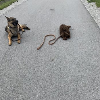 Koda's Dog Training - Pet Training Near Me - Avon, Indiana