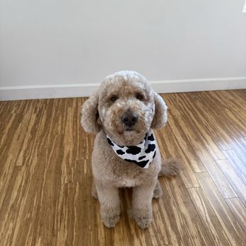 Pawzy Pet Salon - Pet Groomers Near Me - Riverside, California Pawzy Pet Salon - Pet Groomers Near Me - Riverside, California
