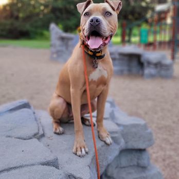 Modified K9 - Pet Training Near Me Modified K9 - Pet Training Near Me