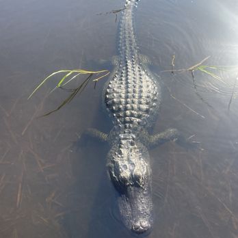 Airboat In Everglades - Another gator, so close to our boat, swimming circles around us - Boat Tours Near Me - Miami, Florida Airboat In Everglades - Another gator, so close to our boat, swimming circles around us - Boat Tours Near Me - Miami, Florida